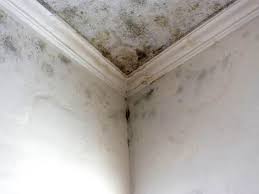 Best Black Mold Removal  in Cibolo, TX